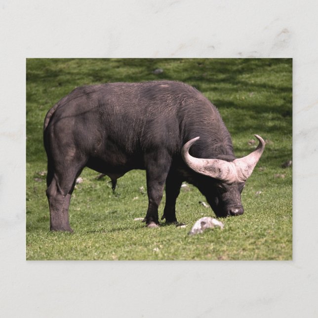 Carte Postale Cap Buffalo (Devant)