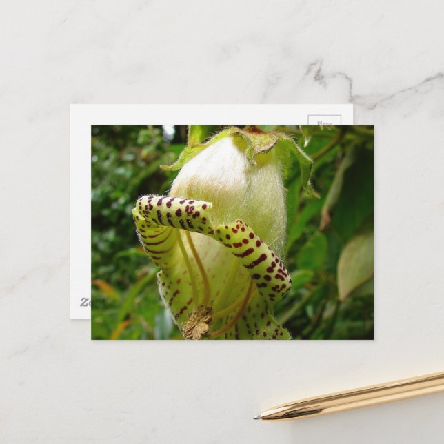 Carte postale Capanea Grandiflora (Devant/Arrière en situation)