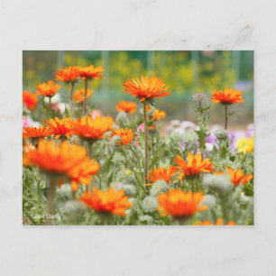 Carte Postale Cape Daisy [Carte postale]