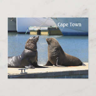 Carte Postale Cape Fur Seals, Waterfront, Afrique du Sud