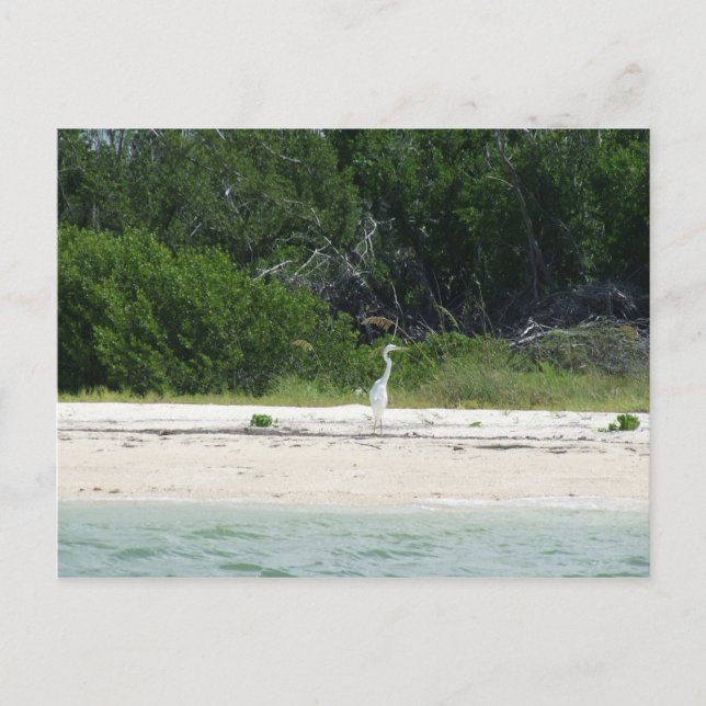 Carte Postale Cape Sable, Fl. (Devant)