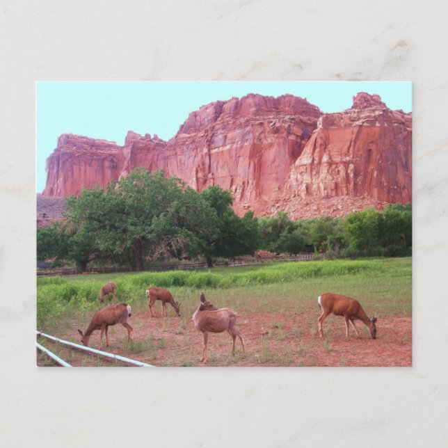 Carte Postale Capitol Reef National Park (Devant)