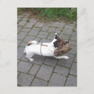 Carte Postale Capo von Oppenheim, chien Terrier Jack Russell
