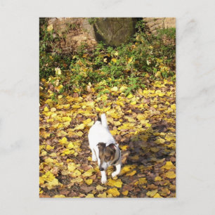 Carte Postale Capo von Oppenheim, chien Terrier Jack Russell