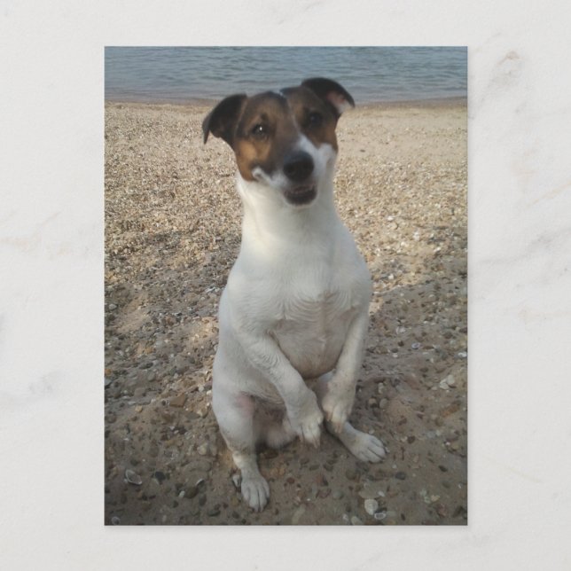 Carte Postale Capo von Oppenheim, chien Terrier Jack Russell (Devant)