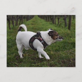 Carte Postale Capo von Oppenheim, chien Terrier Jack Russell