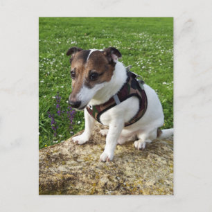 Carte Postale Capo von Oppenheim, chien Terrier Jack Russell Pos