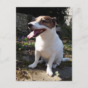 Carte Postale Capo von Oppenheim, Jack Russell Terrier Chien