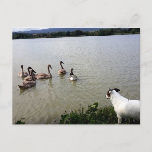 Carte Postale Capo von Oppenheim, Jack Russell Terrier Chien (Devant)