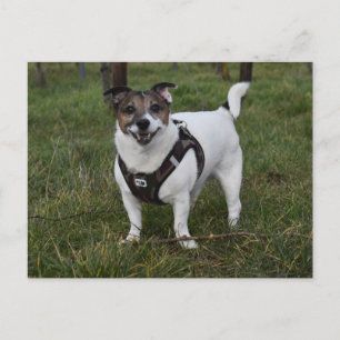Carte Postale Capo von Oppenheim, Jack Russell Terrier Chien