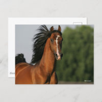 Capsule de la baie Morgan Horse Flower Mane