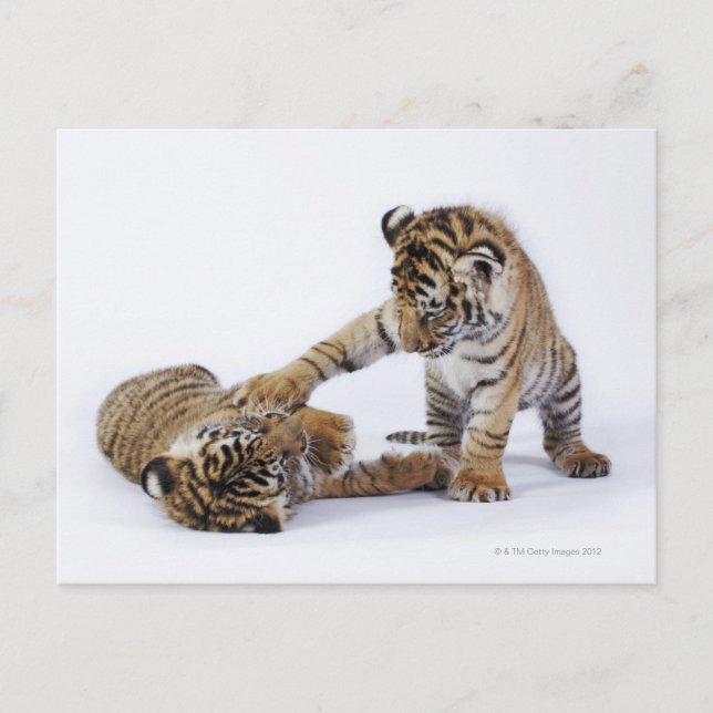 Carte Postale Captif, Afrique du Sud (Devant)