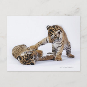 Carte Postale Captif, Afrique du Sud