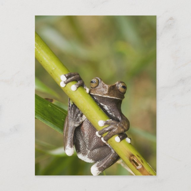 Carte Postale Captive Tapichalaca Grenouille Hyloscirtus (Devant)