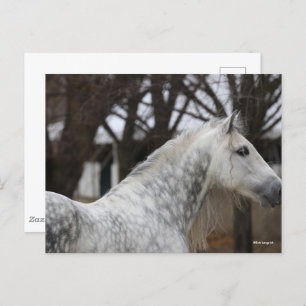 Carte Postale Capture d'écran Dappy Grey Andalucien Stallion