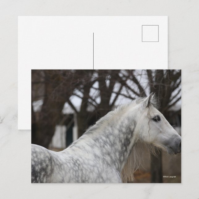 Carte Postale Capture d'écran Dappy Grey Andalucien Stallion (Devant / Derrière)