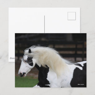 Carte Postale Capture D'Écran De La Vannière Gitane Noire Et Bla