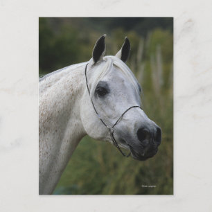 Carte Postale Capture d'écran du cheval arabe 1