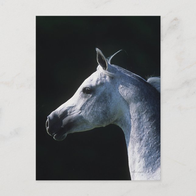 Carte Postale Capture d'écran du cheval arabe 2 (Devant)