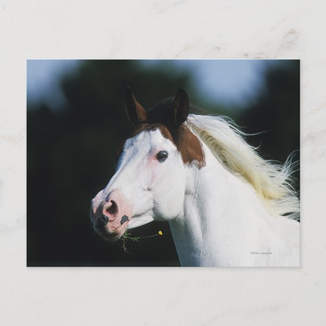 Carte Postale Capture d'écran du Cheval de peinture 3 (Devant)