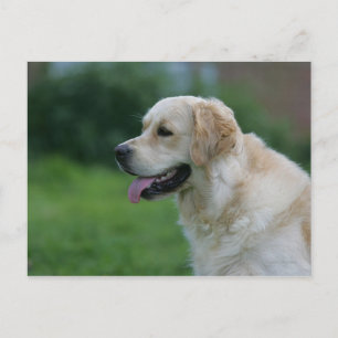 Carte Postale Capture d'écran Golden Retriever 2 2
