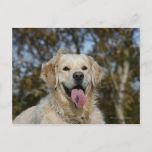 Carte Postale Capture d'écran Golden Retriever 3