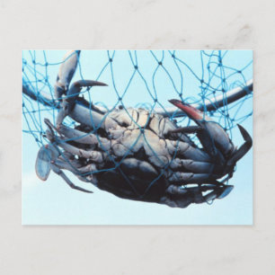 Carte Postale Capture du crabe bleu