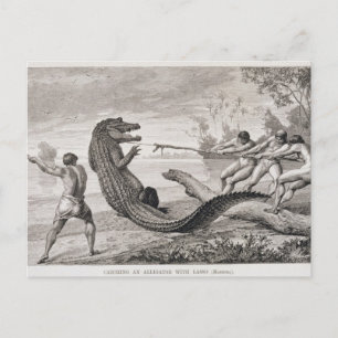 Carte Postale Capture d'un alligator avec lasso