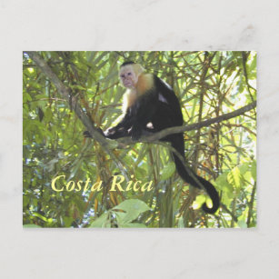 Carte postale Capuchin Monkey Costa Rica
