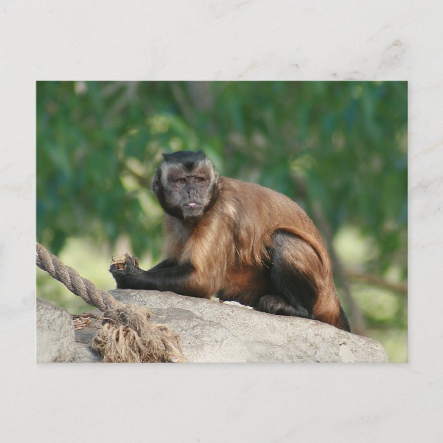 Carte Postale Capuchin Singe Mignonne Mais Cranky (Devant)