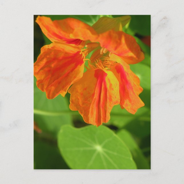 Carte Postale Capucine (Devant)