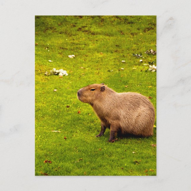 Carte Postale Capybara (Devant)