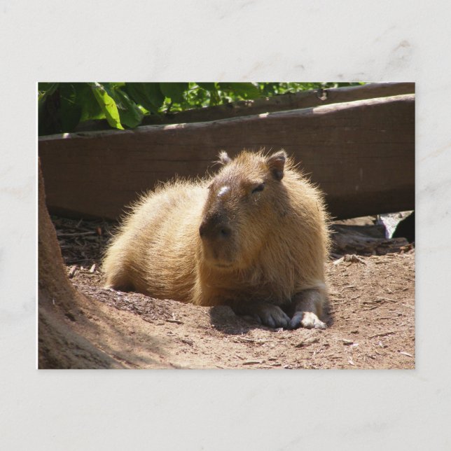 Carte Postale Capybara (Devant)