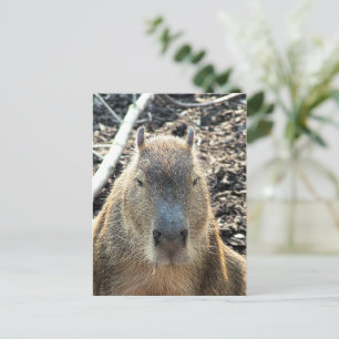 CARTE POSTALE CAPYBARA ANIMAL SAUVAGE