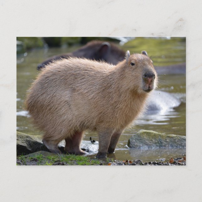Carte Postale Capybara au bord d'un étang (Devant)