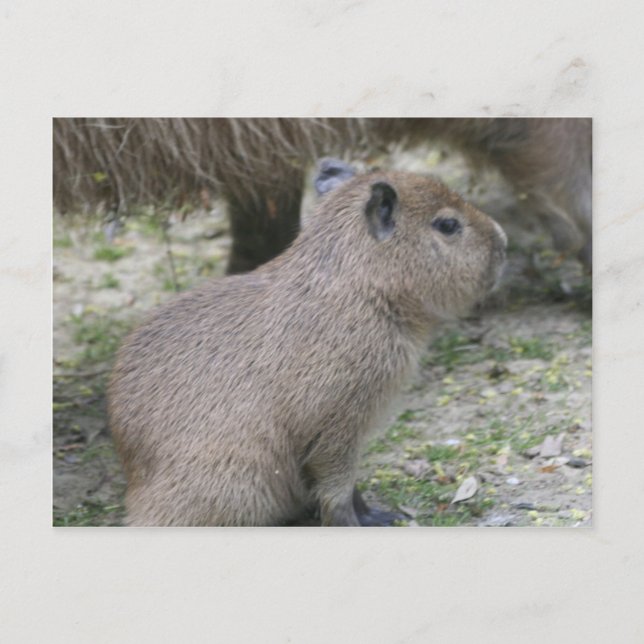 Carte Postale Capybara Babay (Devant)