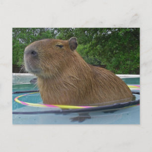 Carte Postale Capybara de la piscine
