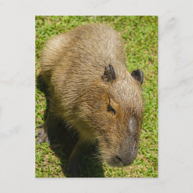Carte Postale Capybara détendu sur l'herbe verte (Devant)