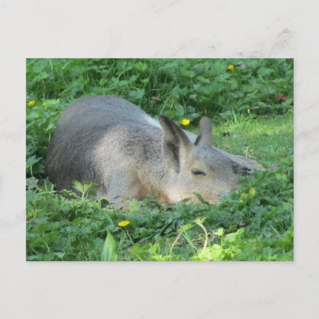 Carte Postale Capybara - Gros rongeur (Devant)