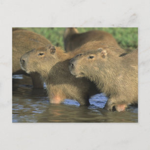 Carte Postale Capybara, Hydrochaeris hydrochaeris), du monde