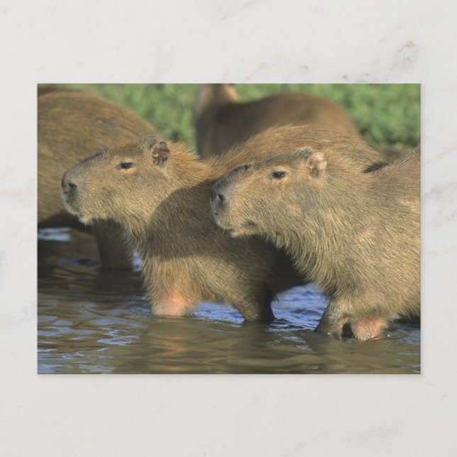 Carte Postale Capybara, Hydrochaeris hydrochaeris), monde (Devant)