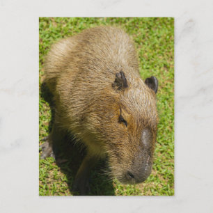 Carte Postale Capybara sur herbe verte