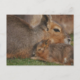 Carte Postale Capybaras