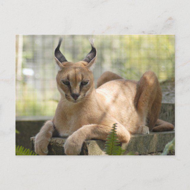 Carte Postale CaracalBCR058 (Devant)