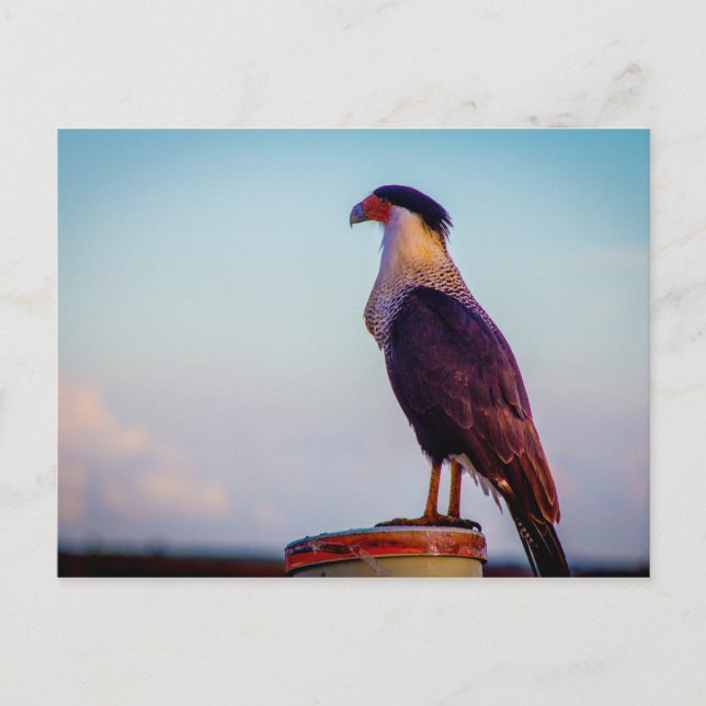 Carte Postale Caracara, Parc d'état de Kissimmee Prairie, Florid (Devant)