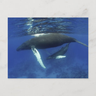 Carte Postale Caraïbes, archipel des Grandes Antilles,