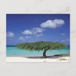 Carte Postale Caraïbes, Aruba. Plage d'Eagle