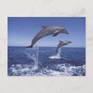 Carte Postale Caraïbes, dauphins à gros nez
