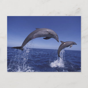 Carte Postale Caraïbes, dauphins à gros nez