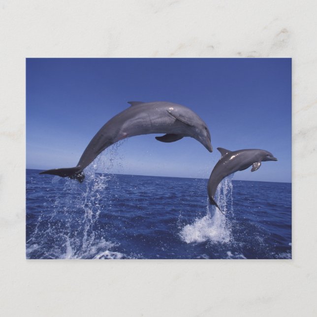 Carte Postale Caraïbes, dauphins à gros nez (Devant)